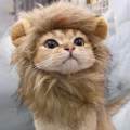 Pet Cat Costumes Mane Costume for Cat for Fancy Dress Christmas Party M. 