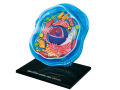 4D Vision Animal Cell Anatomy Model. 