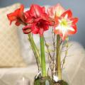 Pack of 2 Amaryllis  mix colour  bulb / Amaryllis spring summer indoor flowering plant. 