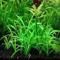 Dwarf Sagittaria Aquarium Plant Seeds. 