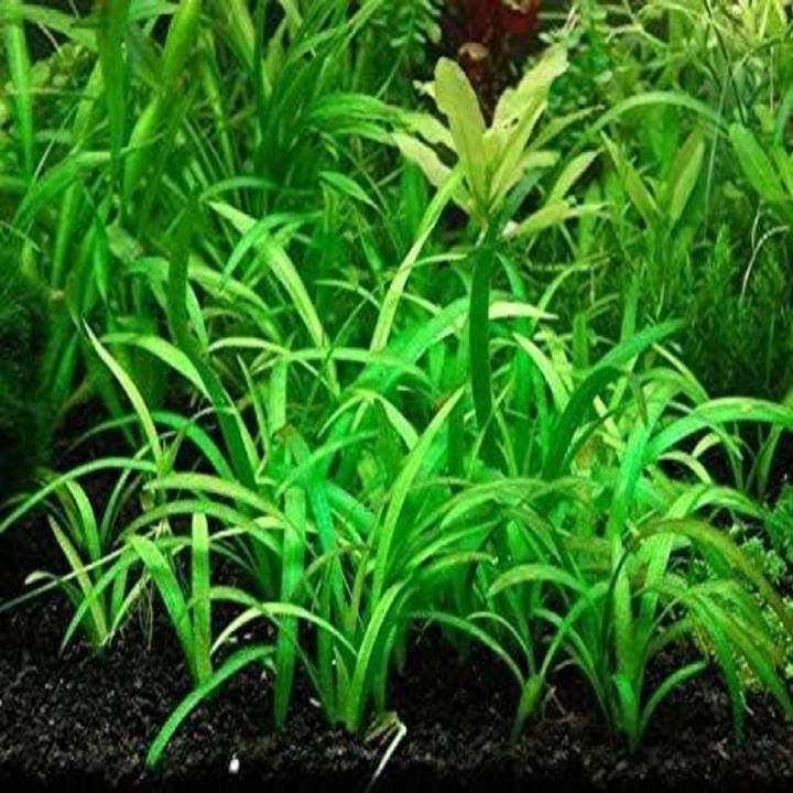 Dwarf Sagittaria Aquarium Plant Seeds