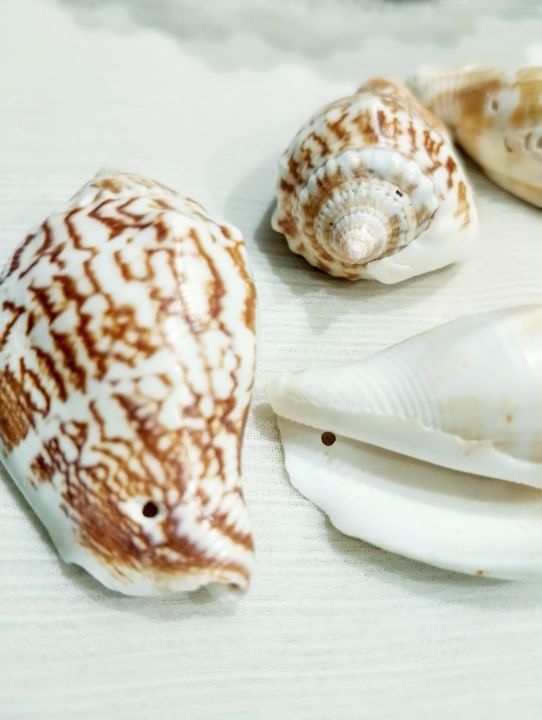 Natural%20Sea%20Shell%20Charms%20from%20Seek%20for%20Style%20%E2%80%93%20Assorted%20Designs%20for%20Jewelry%20&%20Crafts%20(Drilled)%20%7C%20Home%20Decor%20Aquarium%20Decorations%20-%20Image%205