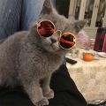Vintage Round Cat Sunglasses Reflection Eyewear Glasses for Small Dog Cat Pet Photos Props. 