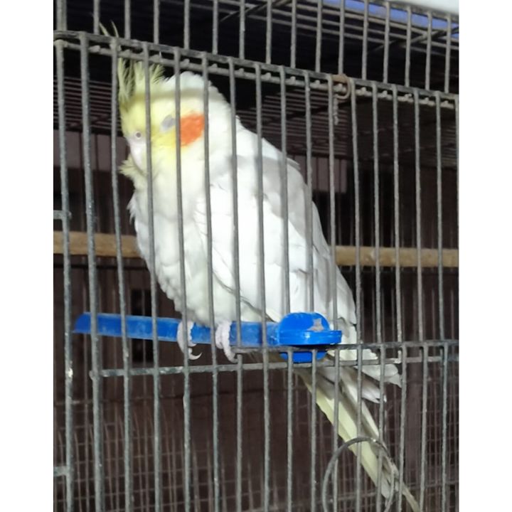 Pack%20Of%205%20Bird%20Cage%20Plastic%20Stand%20Sticks%20Holder%20Perches%20For%20Parrots%20And%20Birds%20-%20Image%206