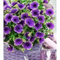 Rare Petunia Seeds  Purple. 