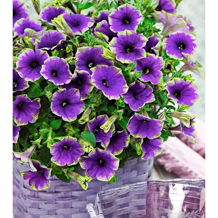 Rare Petunia Seeds  Purple