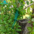 Branch Support Adorable Frog-shaped Plant Ties for Garden Enthusiasts Set of 10 Reusable Cable Ties for Tree Branch Plant Support. 