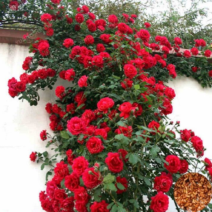 Red%20Climbing%20Rose%20Flower%20Seeds%20Plant%20for%20Garden%20Yard%20Flower%20Bed%20Home%20Decoration%20-%20Image%202