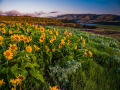 Hills with Flower Dream View wall Decor UV Panaflex Poster without Frame Size : 22L x 36W Inches (J-013). 