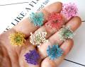 1 pack Anne's Lace Dried Flowers For Resin Jewelry Making or Resin art. 