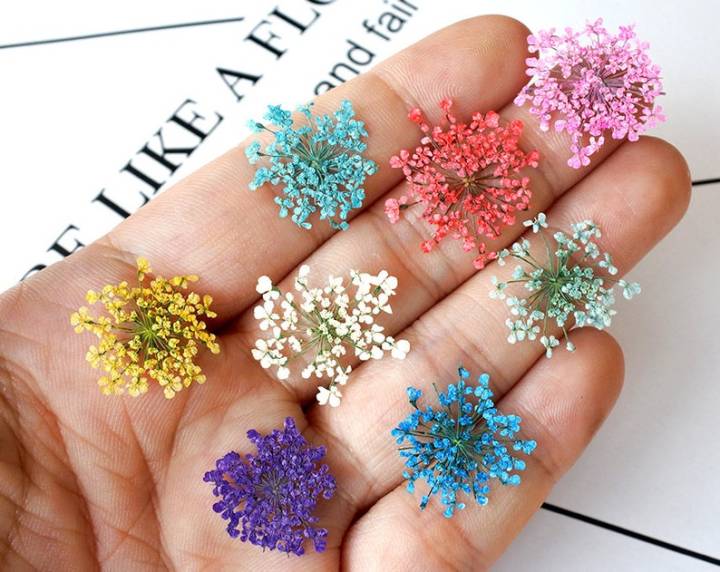 1 pack Anne's Lace Dried Flowers For Resin Jewelry Making or Resin art