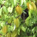 20 Seeds Star Fruit(Averrhoa carambola)Exotic Showy, Edible Very juicy fruits. bell-shaped, purple-red flowers. 
