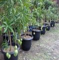 Bonsai Mango Tree Seeds. 