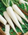 150+ Radish / Moli Fresh Vegetable Seeds - High Germination Rate. 