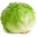 50 pcs SEEDS Iceberg Lettuce salad for  home and garden. 