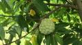 Custard Apple seeds- shareefa seeds- IMPORTED SEEDS BY HK DEALER. 