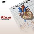 Human Heart Wall Chart | Wall Poster for Science Lab and clinics Decoration | HD picture Presentation on 200 grams Laminated Card 23*36 inches. 