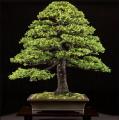 5 American Spruce Pine Tree Seeds. 