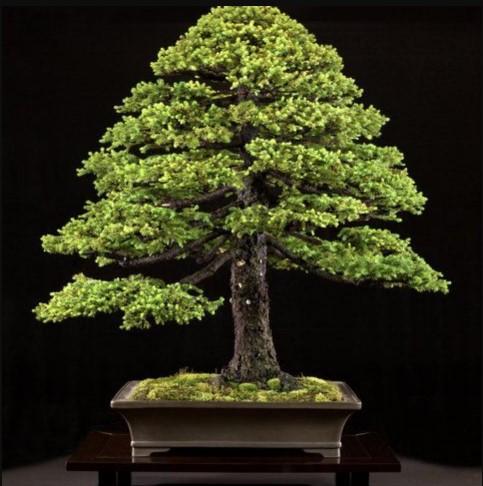 5%20American%20Spruce%20Pine%20Tree%20Seeds%20-%20Image%202