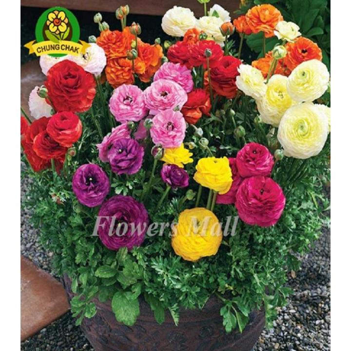 Ranunculus Persian Buttercup Seed