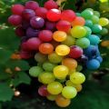 Rainbow Grapes Seeds. 