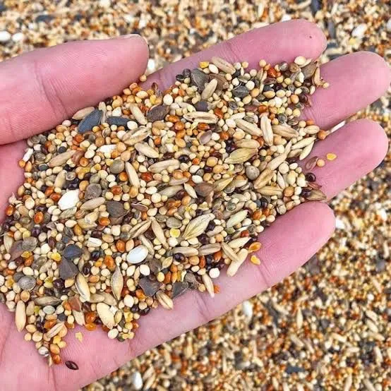 (pack%20of%201%20kg)%20Mix%20bird%20food%20feed%20seed%20for%20small%20budgies%20love%20birds%20%7C%20chirya%20ka%20dana%20%7C%20sparrow%20%20%7C%20bajra%20and%20sunflower%20seeds%20mix%20%7C%20totay%20and%20parrots%20eat%20food%20-%20Image%205