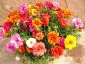 Portulaca Grandiflora formula Mix flower Seeds. 