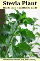 50+ Stevia Plant Seeds / Natural Sweetener / Stevia Rebaudiana Plant Seeds / Candyleaf or Sugarleaf Seeds. 