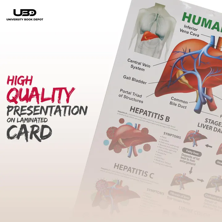 Human%20Liver%20Wall%20Chart%20%7C%20Wall%20Poster%20for%20Science%20Labs%20and%20Healthcare%20Clinics%20%7C%20HD%20pictures%20Printed%20on%20200%20grams%20Laminated%20Card%2023*36%20-%20Image%205