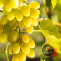 Raisins / Kishmish / Soungi / Munaqqa / Organic Dried Grapes 170g. 