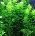 Hornwort / bryophytes Live Aquatic Aquarium Low Tec Plant Bunch of 6 Stems Healthy Fast Growing With a Free Gift. 