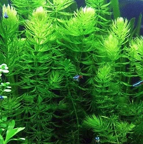 Hornwort%20/%20bryophytes%20Live%20Aquatic%20Aquarium%20Low%20Tec%20Plant%20Bunch%20of%206%20Stems%20Healthy%20Fast%20Growing%20With%20a%20Free%20Gift%20-%20Image%204