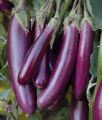Brinjal Long Purple Seeds F1 Hybrid Seeds. 