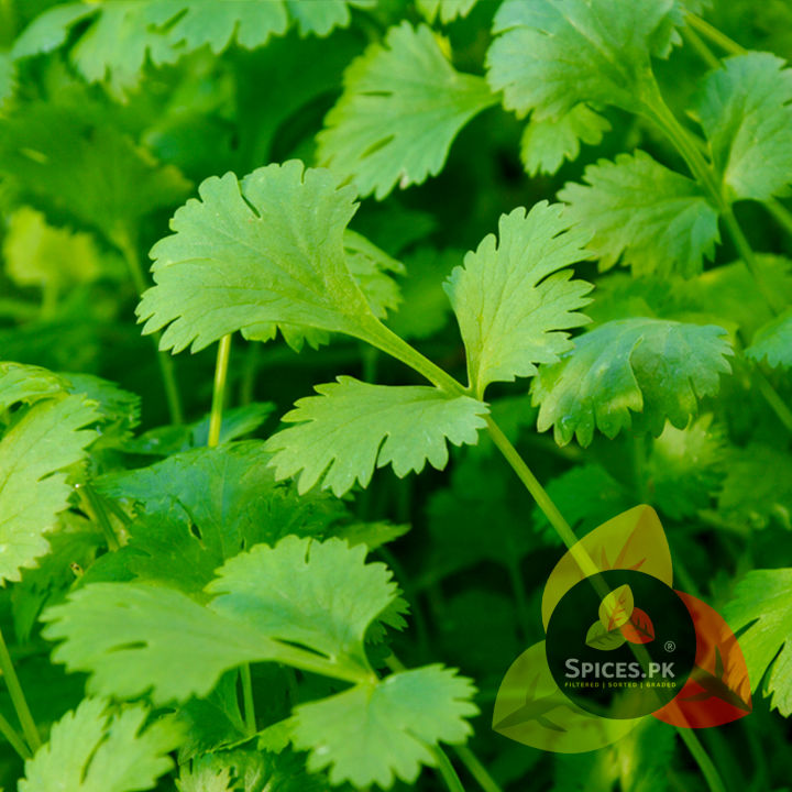 Coriander%20Seeds%20(Sabut%20Dhania%20/%20Dania)%20300g%20%E2%80%93%20Premium%20Whole%20Dry%20Coriander%20Seeds%20for%20Cooking,%20Pickling%20&%20Spice%20Blends%20-%20Image%206