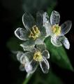 Rare Exotic Blooming Plants Skeleton Flowers Seeds. 