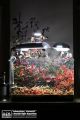 1.5Ft Planted aquarium. 