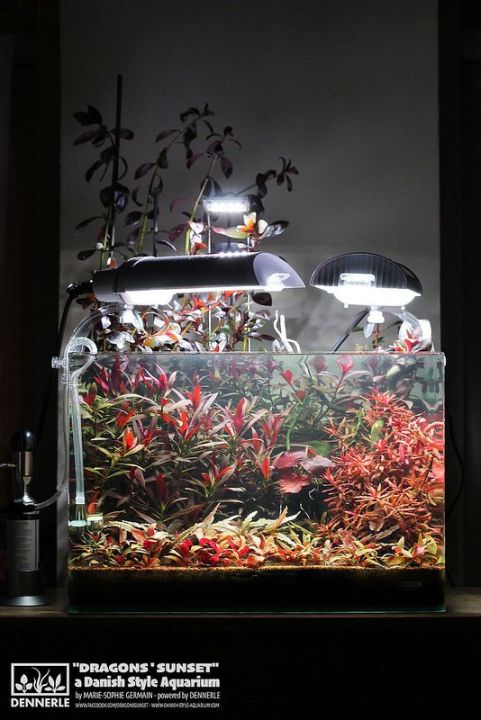 1.5Ft%20Planted%20aquarium%20-%20Image%204