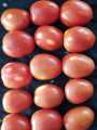 F1 Hybrid 50 +Tomato Seeds best for kitchen gardening. 