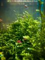 Java Moss Taxiphyllum Barbieri Aquarium Plant. 