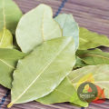 Spices.pk Bay Leaf / Tez Pata / Taiz Patta wt.20gm. 
