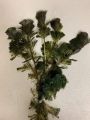 Fishy Matters Cabomba Live Aquatic Fast Growing Low Tech Plant for Aquarium Fish Tank - 5 Stems. 