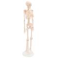 Lab/Medical 85cm Human Body Skeleton Model with Inter vertebral Disc Nerve Laboratory Ornament Anatomy decoration Family. 