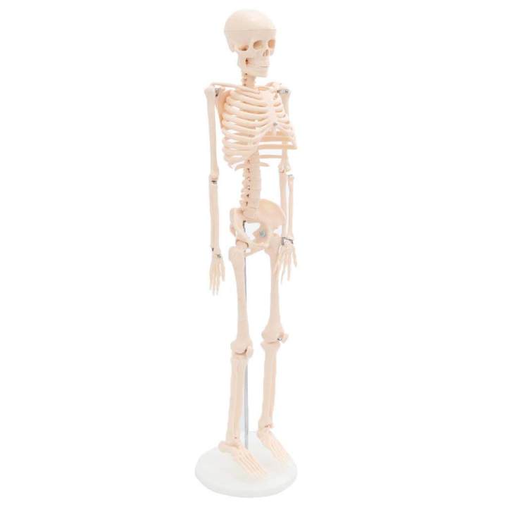 Lab/Medical%2085cm%20Human%20Body%20Skeleton%20Model%20with%20Inter%20vertebral%20Disc%20Nerve%20Laboratory%20Ornament%20Anatomy%20decoration%20Family%20-%20Image%203