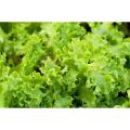 Lettuce Green (Salad Patta) Seeds – For Home Kitchen Garden Healthy Vegetable By More Green. 