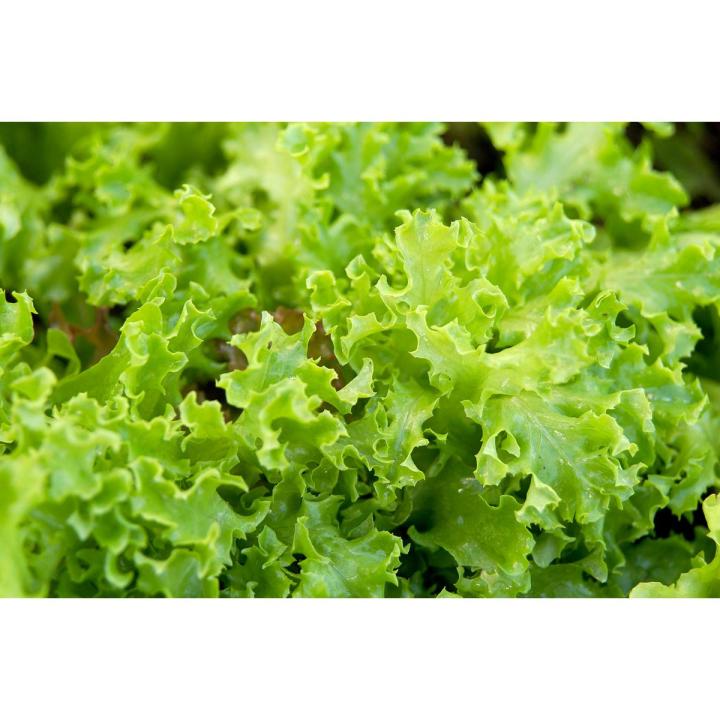 Lettuce Green (Salad Patta) Seeds – For Home Kitchen Garden Healthy Vegetable By More Green
