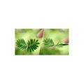 Mimosa Pudica ( chui mui ) Shame plant 10 seeds. 