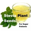 50+ Stevia Plant Seeds / Natural Sweetener / Stevia Rebaudiana Plant Seeds / Candyleaf or Sugarleaf Seeds. 