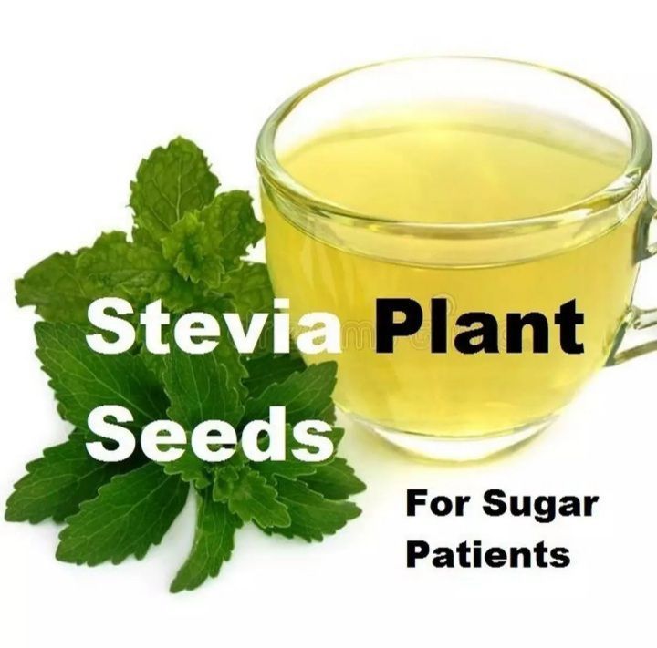 50+%20Stevia%20Plant%20Seeds%20/%20Natural%20Sweetener%20/%20Stevia%20Rebaudiana%20Plant%20Seeds%20/%20Candyleaf%20or%20Sugarleaf%20Seeds%20-%20Image%205