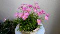 Pink Rain Lilly Zephyranthes Grandiflora Lycoris Candida Votaniki snowdrops LUCKY Pink Rain Lily Bulbs, Perennial Lily Flowering Bulbs,Bloom Multiple Times Rain Lily BY GREEN GOLD. 