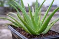 Aloevera Rooted Live Plant Without Pot | Fresh & Healthy Antibacterial Mini Plant. 